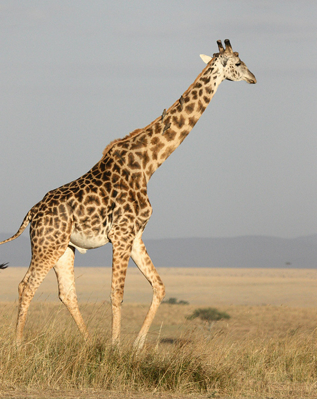 Arusha National Park
