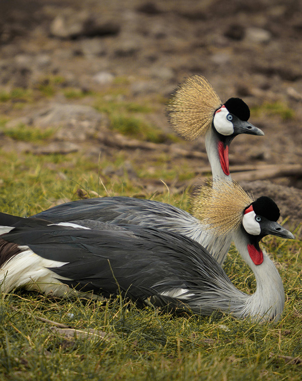 Lake Manyara National Park